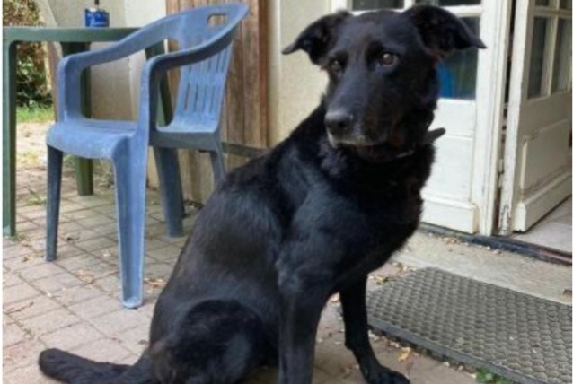 Alerta de Desaparición Perro cruce Hembra , 11 años Bercloux Francia Alerta de Desaparición Perro cruce Hembra , 11 años Bercloux Francia