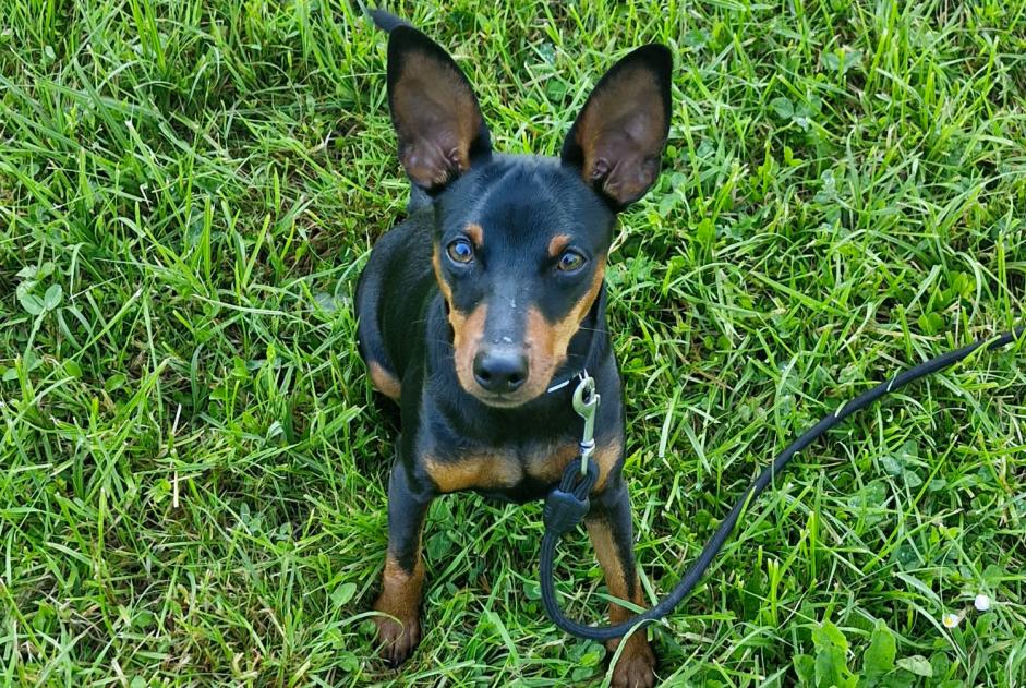 Alerte Disparition Chien  Mâle , 1 ans La Rochelle France