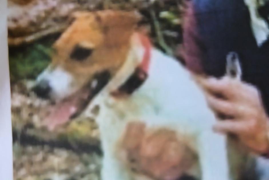 Alerte Disparition Chien Femelle , 4 ans Plassac France Alerte Disparition Chien Femelle , 4 ans Plassac France
