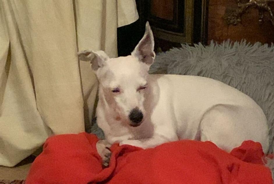Alerte Disparition Chien croisement Femelle , 13 ans La Rochelle France Alerte Disparition Chien croisement Femelle , 13 ans La Rochelle France