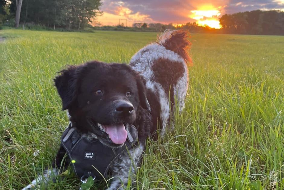 Alerte Disparition Chien  Femelle , 4 ans Les Portes-en-Ré France