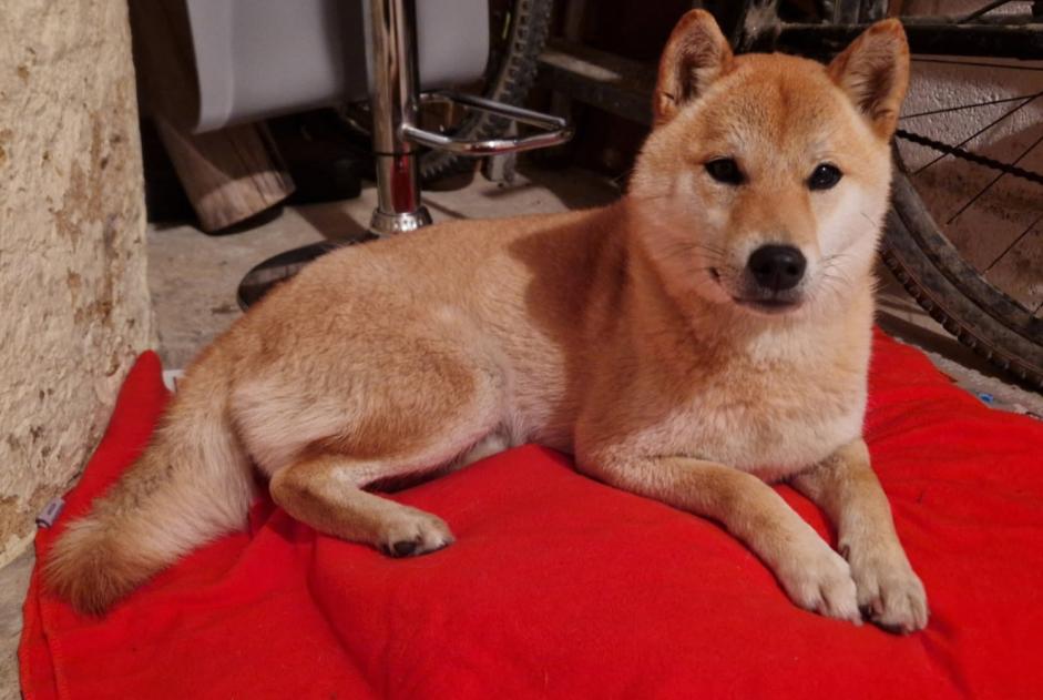 Ontdekkingsalarm Hond Onbekend Lussant Frankrijk