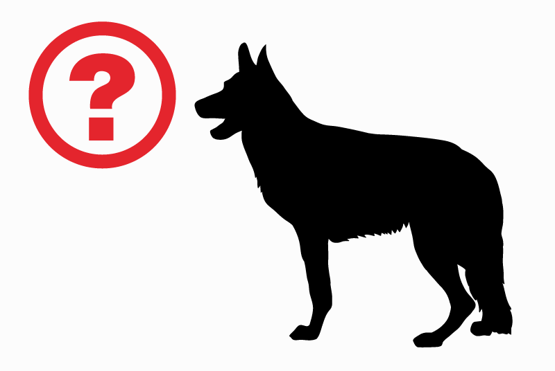 Alerte Découverte Chien  Mâle Vaux-sur-Mer France